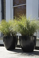 Grass in contemporary pots